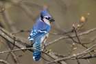 Blue jay Art Print